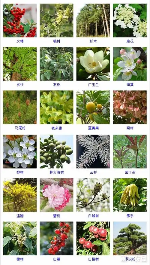木本植物是什么木本植物的品种名称与图片大全