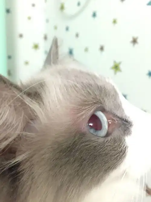 白眼球上有白色凸起物_手机壁纸_电脑壁纸_桌面壁纸【图客网】