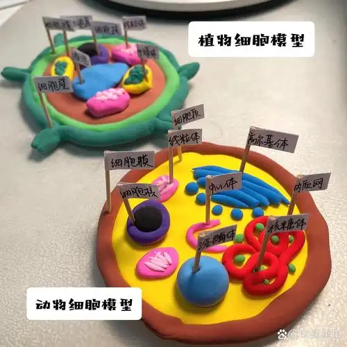 粘土手工|帮小外甥做生物细胞模型作业