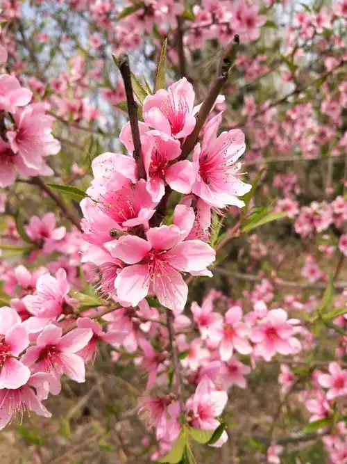 玉泉山 桃花 - 堆糖,美图壁纸兴趣社区