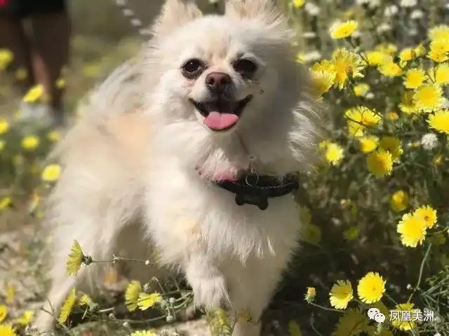 看到这些狗狗的笑脸相信你也会有一个好心情