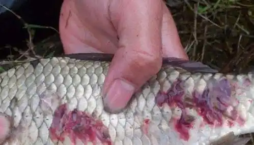 鱼身上的寄生虫