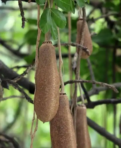 能结出巨型花生的吊灯树果实能吃却没人吃果皮能治皮肤病