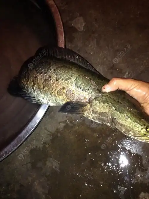 夜钓大黑鱼 - 钓鱼之家