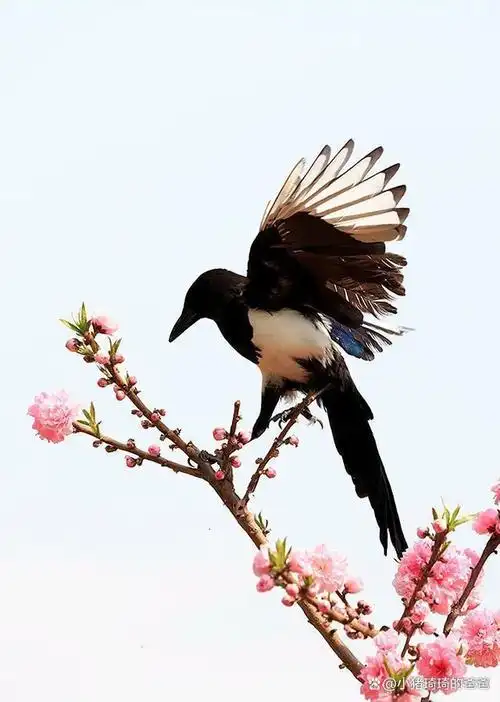 开心快乐的喜鹊