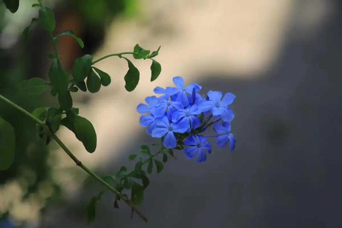 蓝雪花.浅蓝色的花朵似乎给炎炎的夏日带来了一丝凉意#蓝雪花  - 抖音