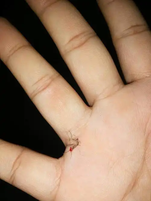 我想直播打蚊子.(02:56更新)