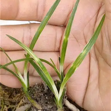 蕙兰连苗曙斑白心草