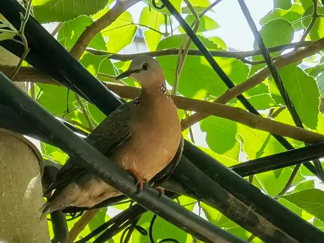 在我家空调后面筑巢的珠颈斑鸠