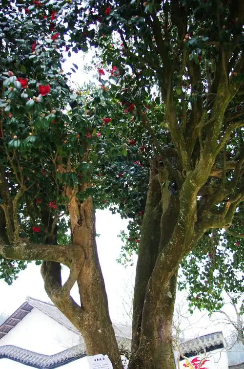 福泉"山茶花树王"火焰花朵迎客来