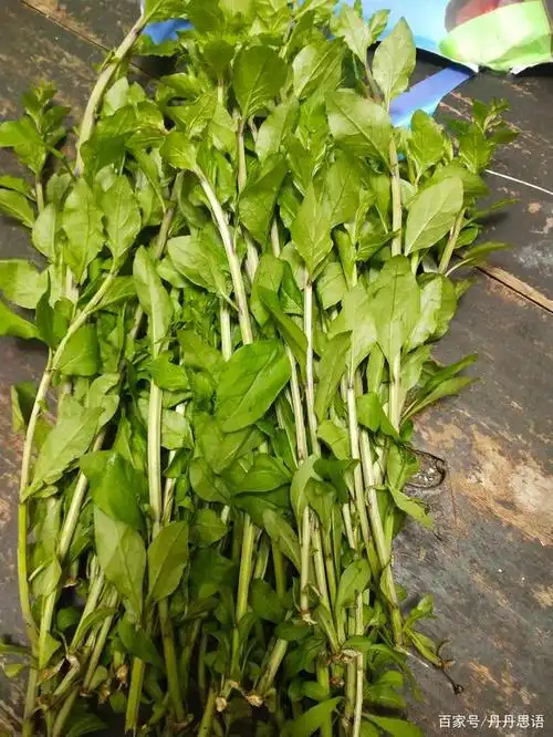 野生枸杞叶鸡蛋汤,城里有钱也吃不到的美食