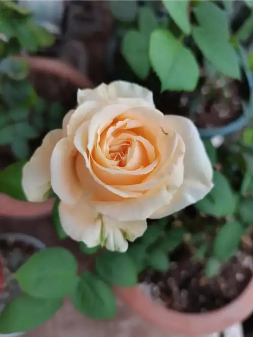 蜜桃雪山我的月季终于开花啦