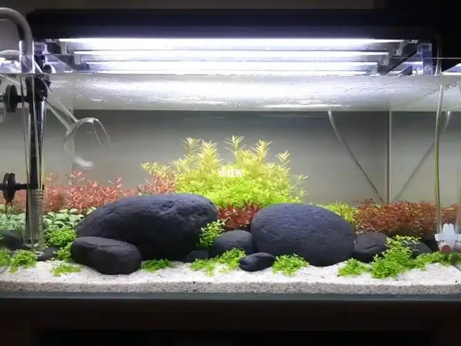 水草草缸开缸荷兰景好看就是费电啊