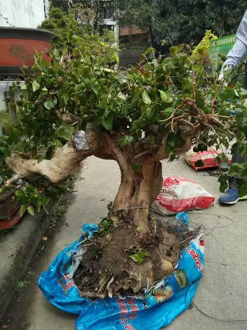 大型树桩盆景上盆