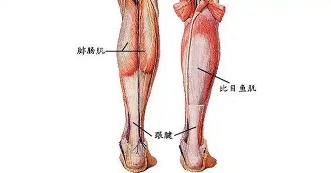 小腿位置:小腿,是人体腿部"膝盖以下,脚踝以上"的部分的器官.