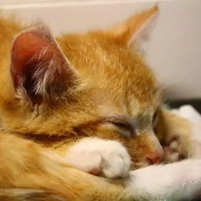 超可爱猫头像乖巧呆萌的小猫咪图片