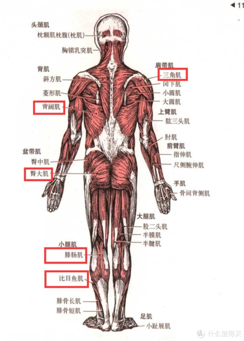 基础知识:肌肉解剖图谱