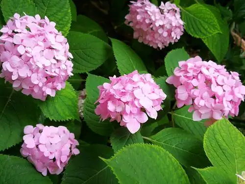 【夏】六月里的最美绣球花