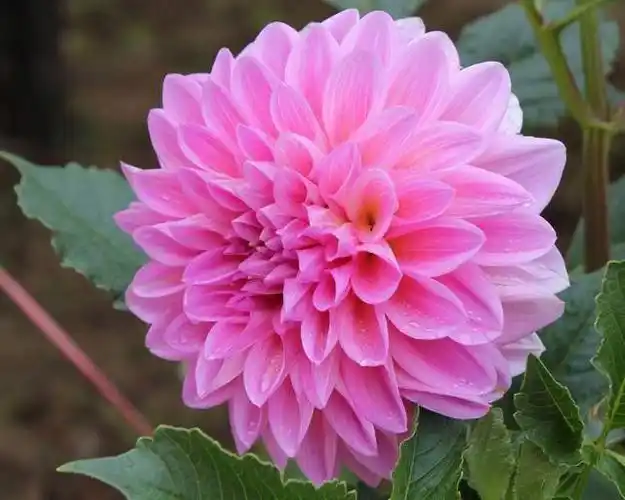 世界名花大丽花