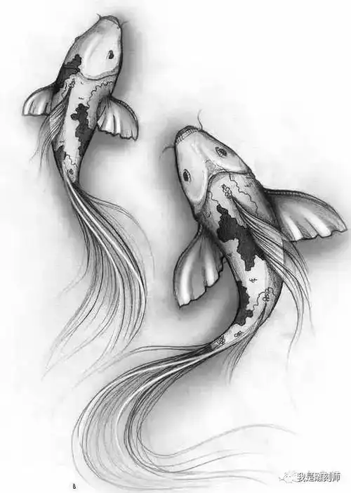 京城顽主我是雕刻师=素描手稿:鲤鱼纹身雕刻素材图谱,建议收藏