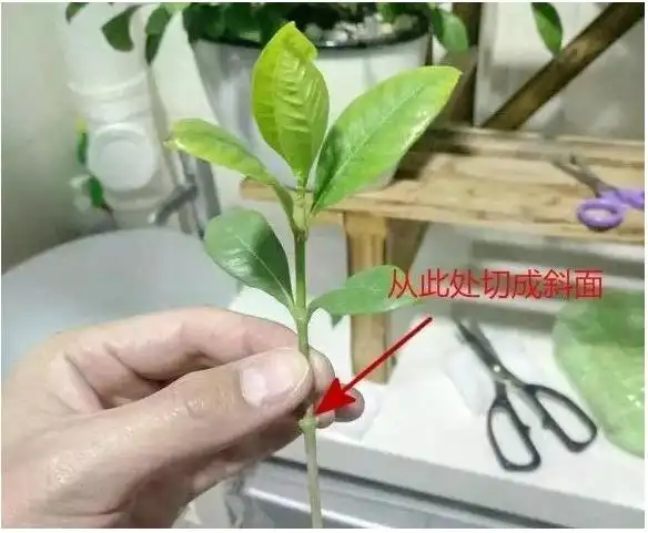 5种花,现在"扦插"刚刚好,生根快,当年就开花!