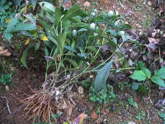 白术- 沅陵县现代天然植物研究所 - 沅陵县现代天然植物研究所