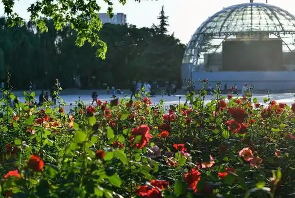 图集|热烈绽放,娇艳欲滴!郑州绿城广场月季花绽放美景如画