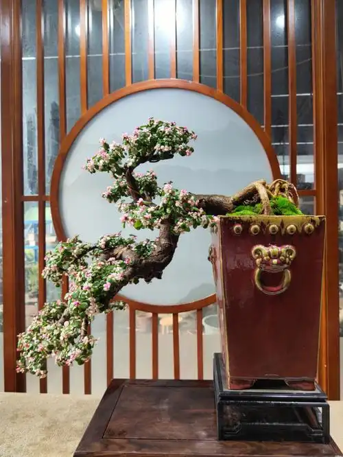 老桩金枝玉叶盆景