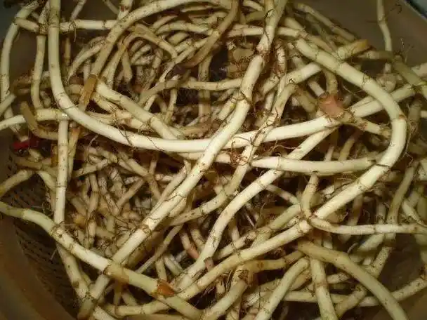 江苏惠明农产品流通中心有限公司:鱼腥草的功效与作用有哪些?