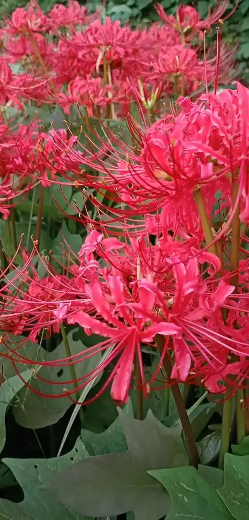 彼岸花——凄美的爰情花!