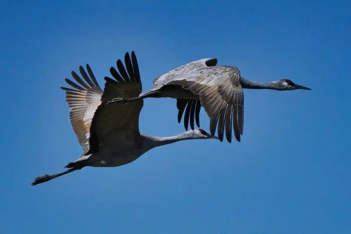 百鸟归巢沙丘鹤 沙丘鹤(学名:grus canadensis - 抖音