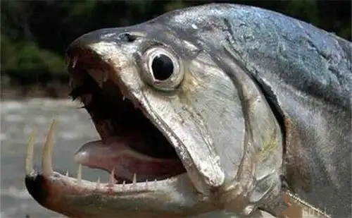 世界上最恐怖的鱼——吸血鬼鱼