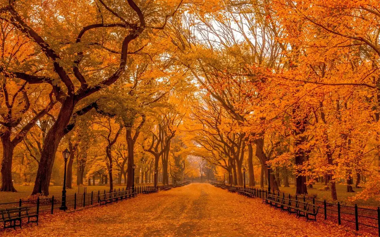高清唯美秋天枯黄树叶自然景色桌面壁纸下载-风景壁纸-手机壁纸下载
