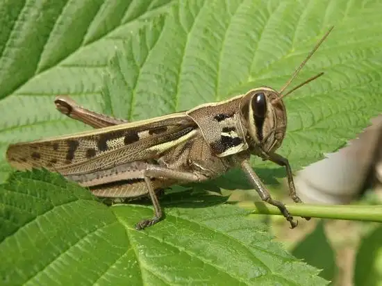 "找到在在庭院里的老爷蚂蚱"