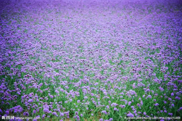 紫色勿忘我图片