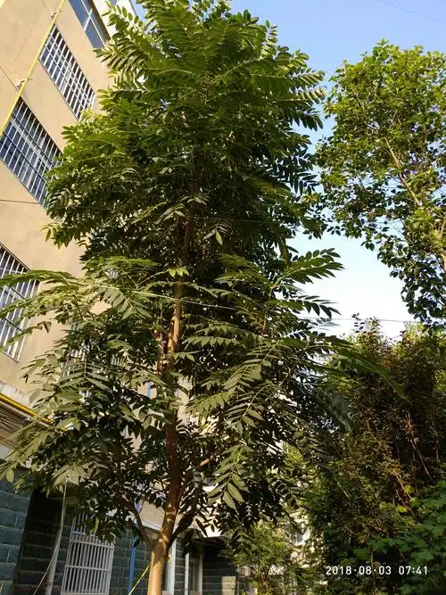 我的小区我的家