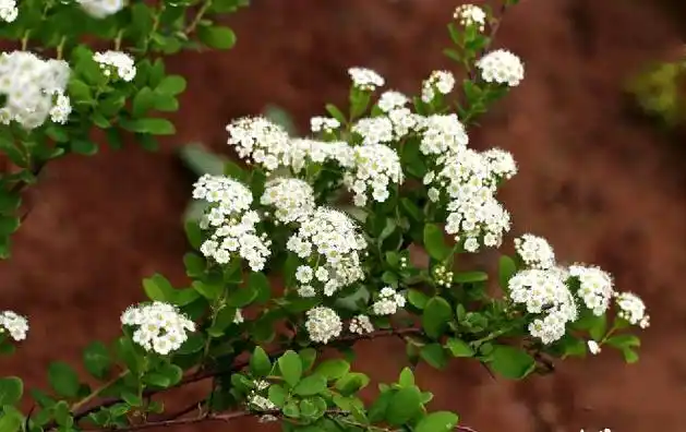 蔷薇科,绣线菊属 a href="#" data-lemmaid="1520017">灌木 /a>,高