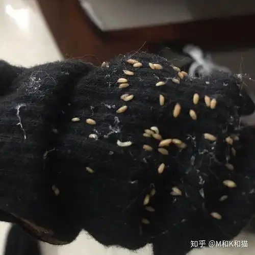 猫咪身上有像芝麻粒一样的寄生虫,是什么虫?怎么办?