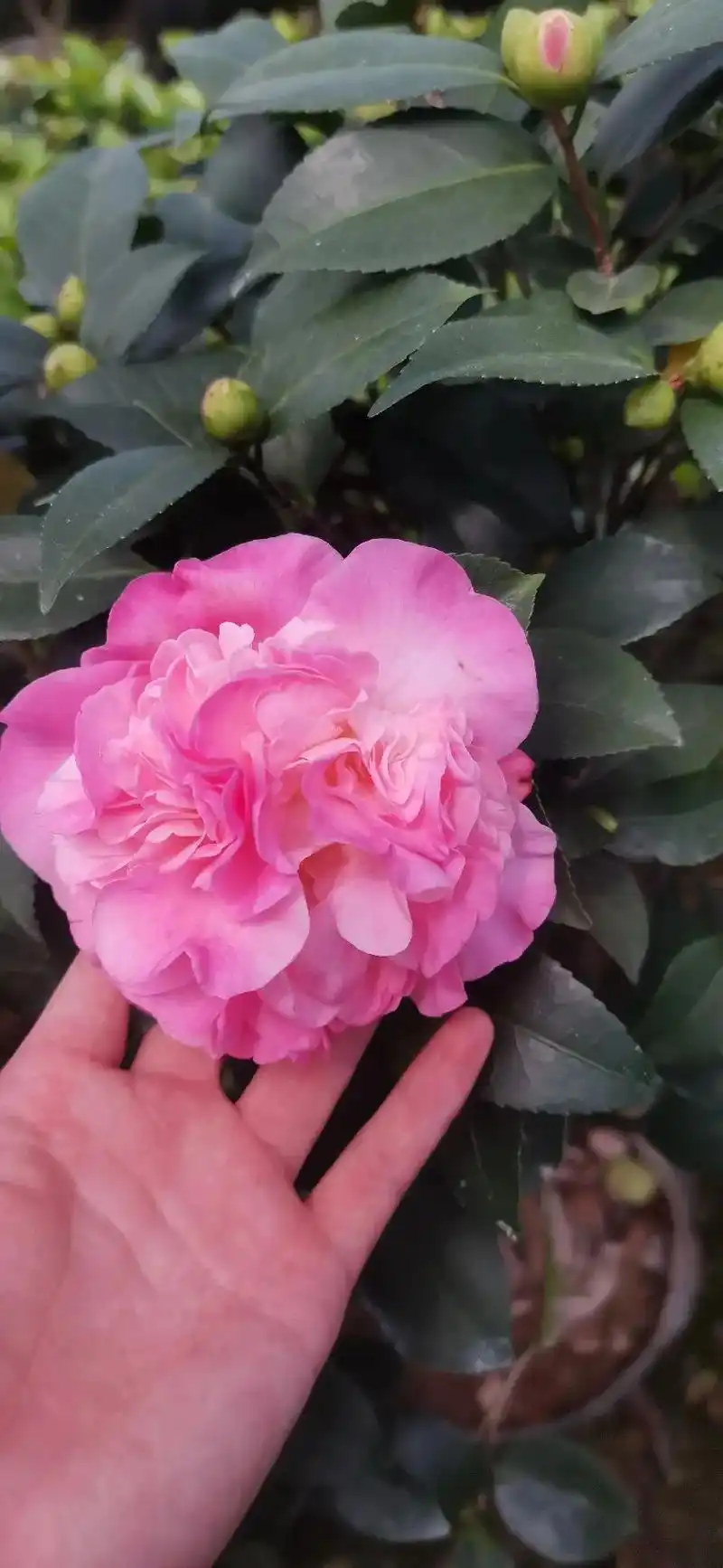 香妃茶花也叫烈香茶花,为数不多开花带香味的茶花 - 抖音