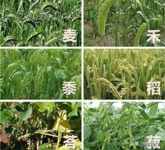 五谷杂粮都是哪五谷?