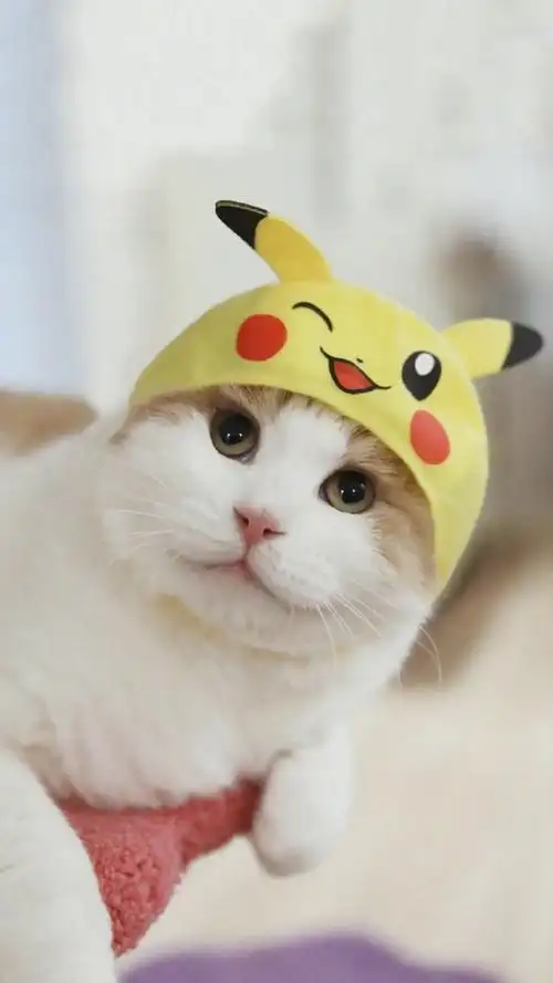 呆萌可爱小猫咪高清图片