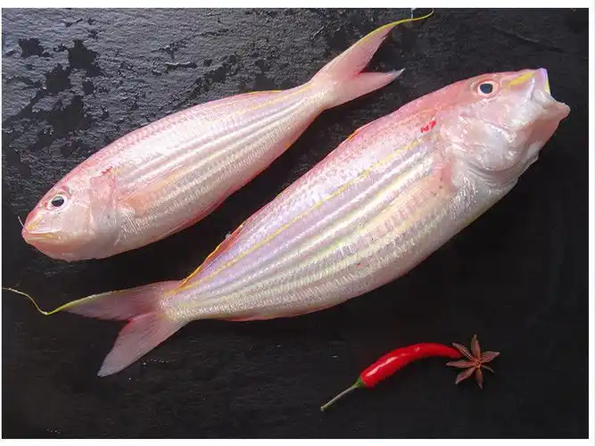 海钓大金丝鱼冰鲜长尾成年金线鱼海产品新鲜冰冻红杉鱼 金丝鱼【每斤4