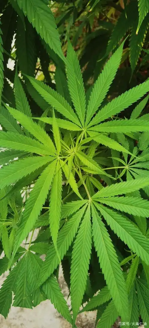 巴马火麻仁的图片