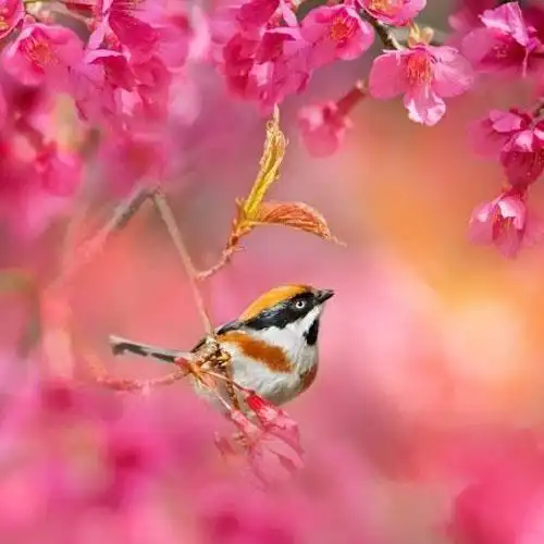 真实小鸟头像微信图片,小鸟风景唯美图片头像