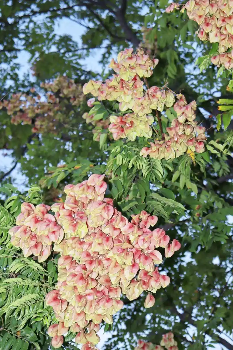 奇妙 震撼 绚烂的一生#栾树 #摄影 - 抖音