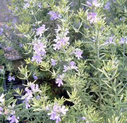 澳洲迷迭香:四季常绿的观叶观花植物