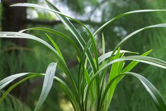 兰花叶子发黄的处理方法