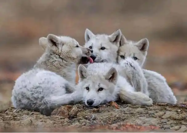 小孩救了小狐狸500年后来报恩(2010年四川女画家救下一只小狼崽)(6)