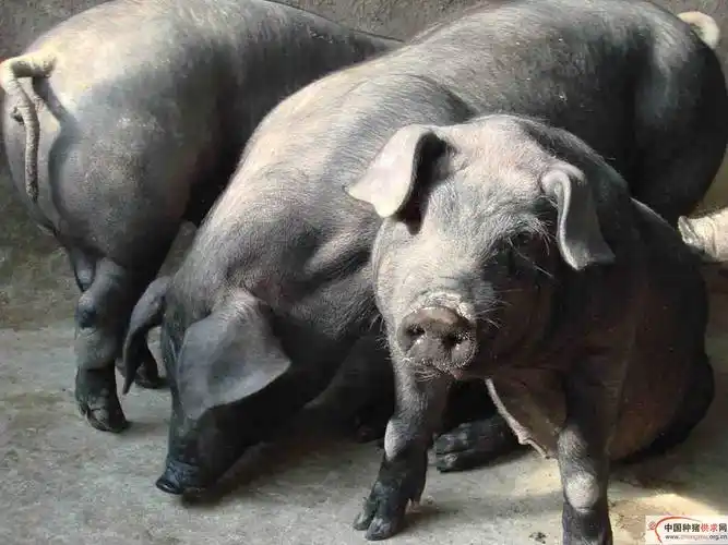 p>大花白猪为脂肉兼用型,现主要分布于广东省中部和北部地.