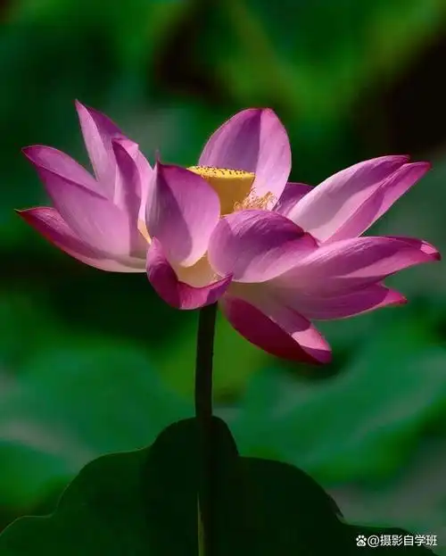 荷花摄影错误集锦,拍荷花不犯错,你的照片才能好看!